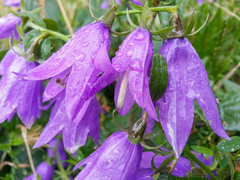 Campanula rapunculoides