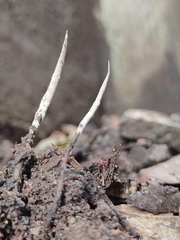 Xylaria