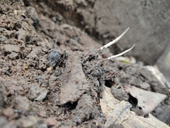 Xylaria