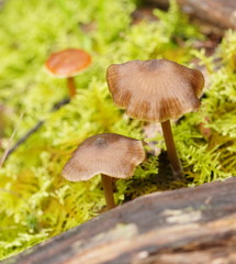 Entoloma aromaticum