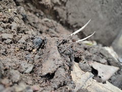 Xylaria