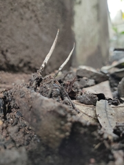 Xylaria