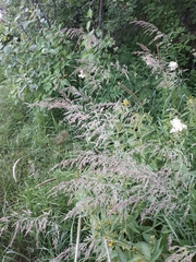 Calamagrostis purpurea