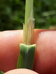 Calamagrostis purpurea