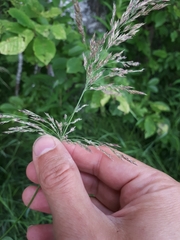 Calamagrostis purpurea