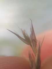 Calamagrostis purpurea