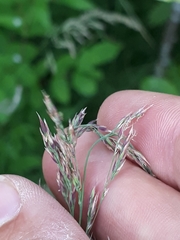 Calamagrostis purpurea