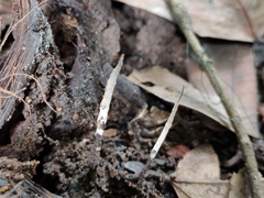 Xylaria