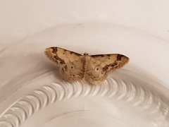 Idaea trigeminata