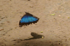 Morpho achilles