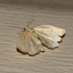 Ponometia tortricina