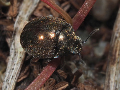 Lamprobyrrhulus nitidus