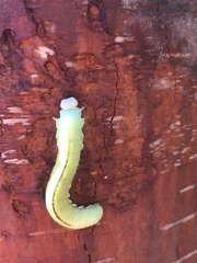 Cimbex femoratus