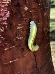 Cimbex femoratus