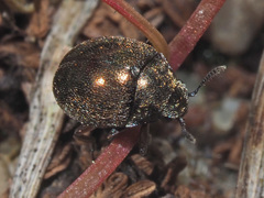 Lamprobyrrhulus nitidus