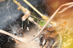 Frontinellina frutetorum