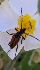 Cribroleptura otini