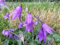 Campanula rapunculoides