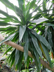 Dracaena steudneri