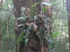 Disocactus anguliger