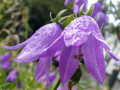 Campanula rapunculoides