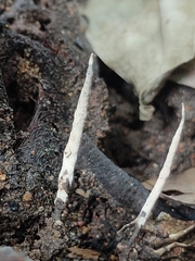 Xylaria