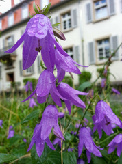 Campanula rapunculoides