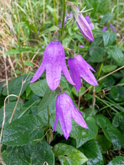 Campanula rapunculoides