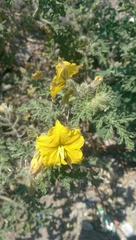 Solanum rostratum