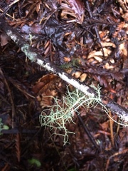 Usnea cornuta