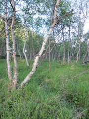 Betula pubescens pumila