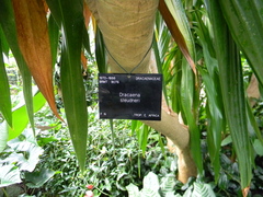 Dracaena steudneri