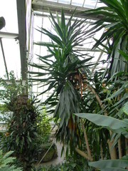Dracaena steudneri