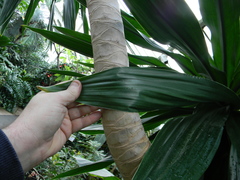 Dracaena steudneri