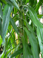 Dracaena steudneri