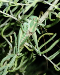 Idiostatus inermoides