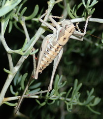 Idiostatus inermoides