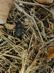 Coleoptera