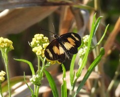 Acraea cabira