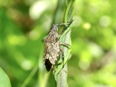 Dalpada nodifera