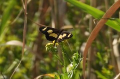 Acraea cabira