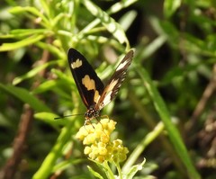 Acraea cabira