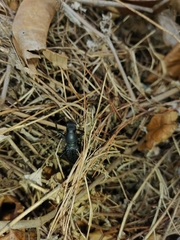 Coleoptera