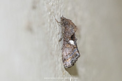 Odontodes aleuca