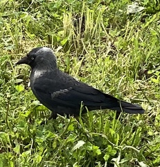 Corvus monedula
