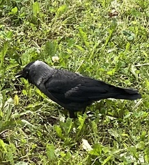 Corvus monedula