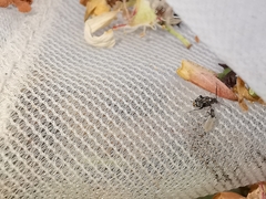 Bruchidius bimaculatus