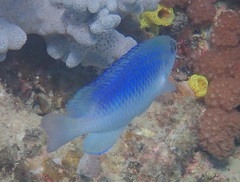 Pomacentrus australis