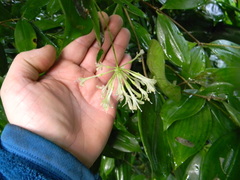 Dracaena surculosa