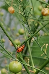 Crioceris duodecimpunctata